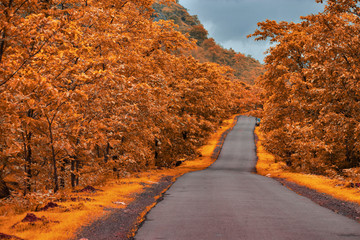 Country road - Autumn theme © Sanket