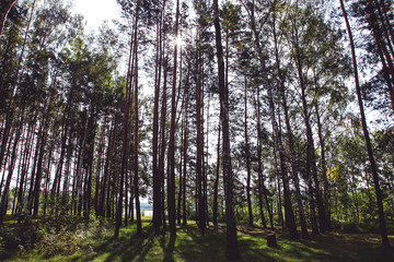 Beautiful pine forest