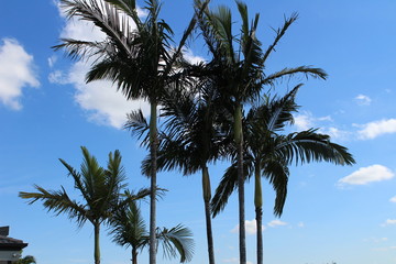 palm trees on background of blue sky