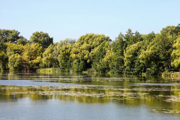 Beautiful river near forest.