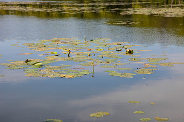 River with water lilies