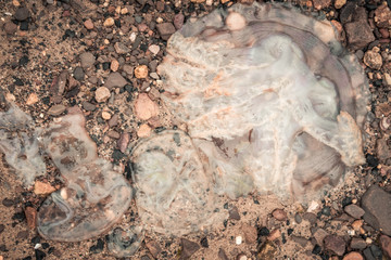 Washed up jellyfish