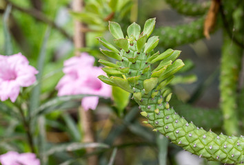 Ornamental Hemp Cactus in pot with sunlight in the garden. monadenium herb in garden , flora of Zimbabwe.