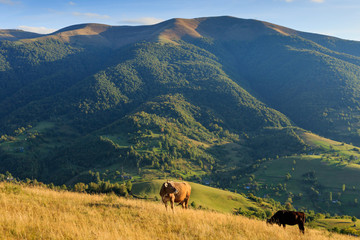 Carpathian mountains around the village of Kolochava, Ukraine.