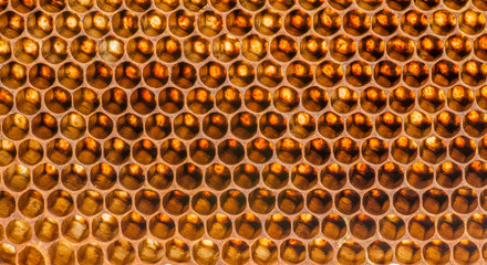 beecomb texture close up - the detail