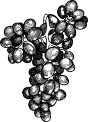 Image of grapes made using the hatching technique.