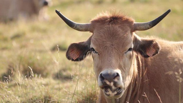 Portrait of an Aubrac race cow grazing in a field while she is bothered by flies. Loz&egrave;re, Aubrac, France.