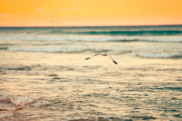 sea gull flying over water