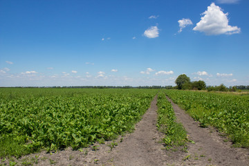 Fototapeta na wymiar field of young sugar beets,beautiful field of beets in summer grows in sunny weather