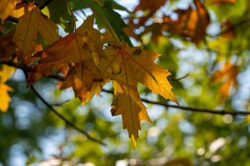 yellow maple leaves changing colors