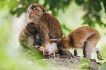 Mother macaqueand it's family in the jungle, Thailand.