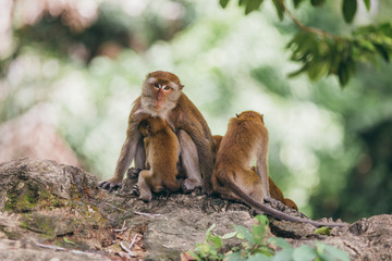 Mother macaqueand it's family in the jungle, Thailand.