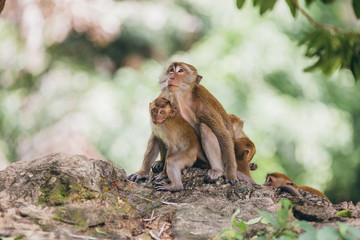 Mother macaqueand it's family in the jungle, Thailand.