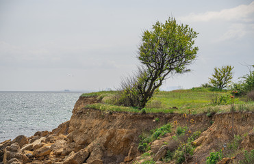 Fototapeta na wymiar Shell rocks on the coast of Odessa in Ukraine