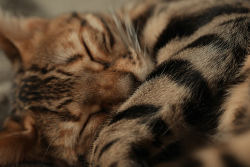 Bengal cat lying on the shelf