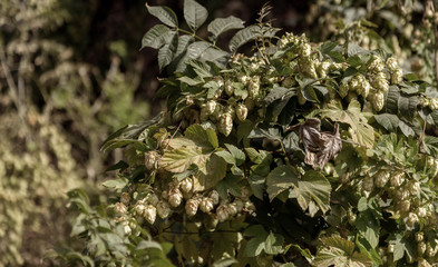 Bunch of ripe hops on vine with leaves grown for making beer. Close up of hop cones on vine ready to be harvested. Green environment with brownish branches. Plantation of ripe flowers of beer hops