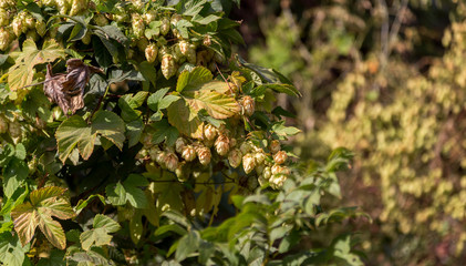 Bunch of ripe hops on vine with leaves grown for making beer. Close up of hop cones on vine ready...