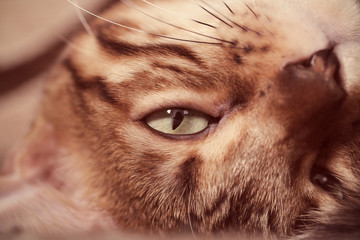 Bengal cat lying on the shelf