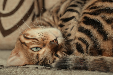 Bengal cat lying on the shelf