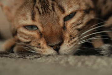 Bengal cat lying on the shelf