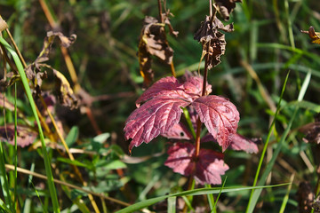 dry plant with red leaves