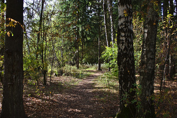 forest trail on a sunny autumn day