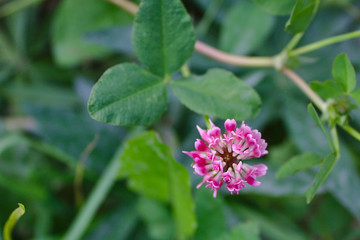 a single clover flower in the grass