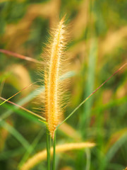 Beautiful pampass grass background with sunset in koh lipe