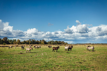Wold horses on a meadow in national park
