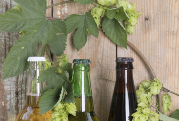 beer bottles and hop plant