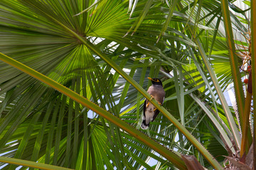Bird sitting on a palm tree in Langkawi, Malaysia