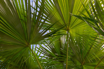 Fototapeta premium Relaxing under the palm trees in tropical paradise of Malaysia