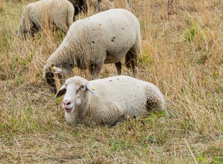 Liegendes Schaf auf Weide