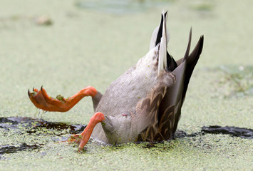 Mallard duck in duckweed