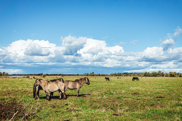 Fototapeta na wymiar Wold horses on a meadow in national park