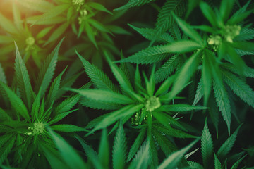 Green fresh marijuana bush outside.