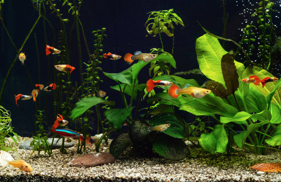 Freshwater aquarium with plants and fancy guppies
