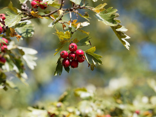 Obraz premium Kleine dunkelrot Früchte der Eingriffelige Weißdorn oder Hagedorn (Crataegus monogyna)