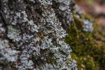Green moss and lichen grows on a tree trunk close-up.