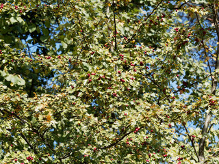 (Crataegus monogyna) Der Eingriffelige Weißdorn oder Hagedorn, ein Zierstrauch mit dornenbesetzten...