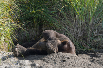 Großer männlicher Grizzlybär, schlafend , die Augen abschirmend- Alaska
