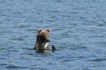 Erfolgreicher Fang - Junger Grizzlybär im Meer  mit einem Lachs