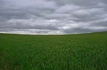 Scenic view on wheat field and cloudy sky