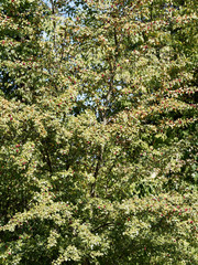 (Crataegus monogyna) Der Eingriffelige Weißdorn oder Hagedorn, ein Zierstrauch mit dornenbesetzten...