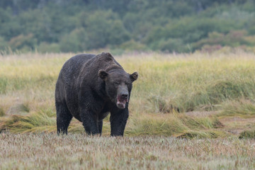 Gefährliche Begegnung - riesiger, großer, alter Grizzlybär an der Küste von Katmai