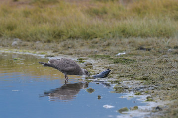 Lachsfressende Möve- Was die Grizzlybären übrig lassen, kommt den Vögeln zu Gute