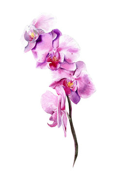 Watercolor orchid. Hand drawn branch with pink flowers isolated on white background. Realistic botanical illustration. Floral art