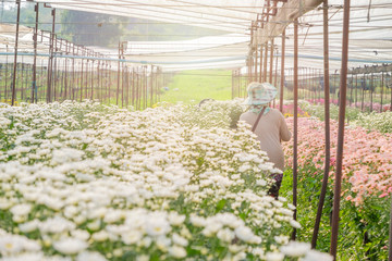 Crysanthemum flowers garden growing in smart farming for marketplace