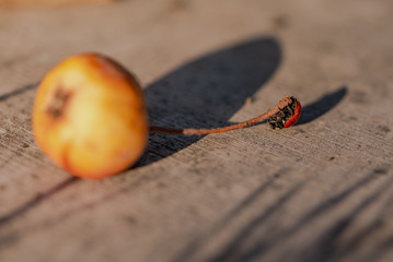 Ladybug on the apple in the autumn garden
