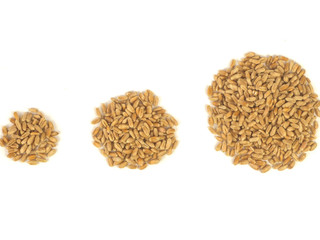 Three heaps of wheat grain on a white background. The concept of increasing yields and grain harvesting in agriculture